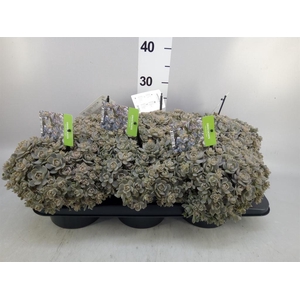 Orostachys furusei