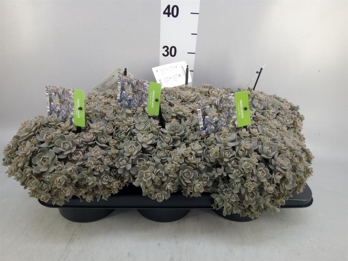 <h4>Orostachys furusei</h4>