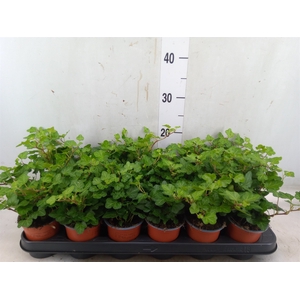 Hedera helix 'Wonder'