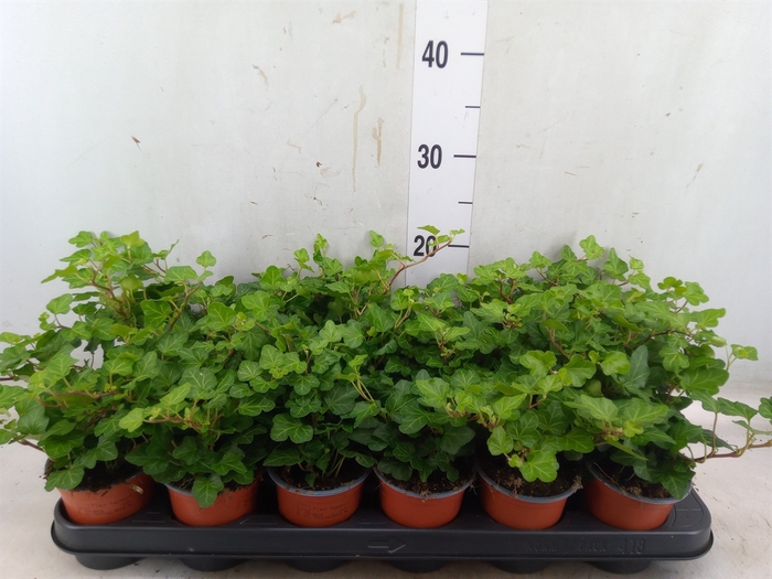 <h4>Hedera helix 'Wonder'</h4>