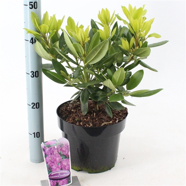 <h4>Rhododendron 'Catawbiense Grandiflorum'</h4>