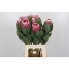Protea Lady Di
