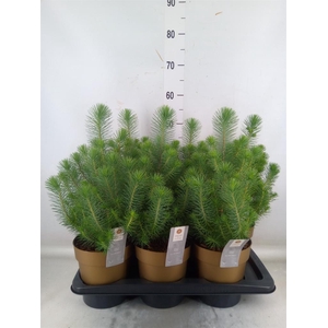 Pinus pinea 'Silver Crest'