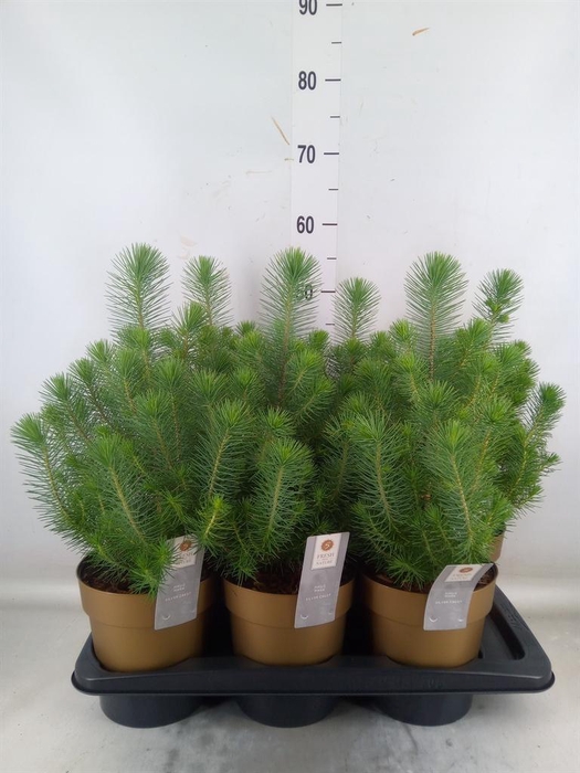 <h4>Pinus pinea 'Silver Crest'</h4>