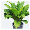 ANTHURIUM HOOKERI P19