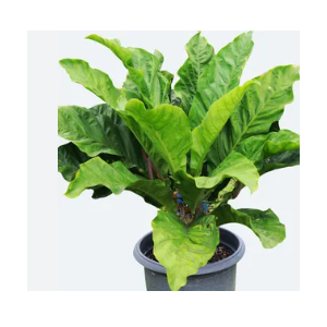 ANTHURIUM HOOKERI P19