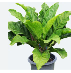 <h4>ANTHURIUM HOOKERI P19</h4>