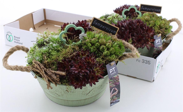 <h4>Arrangementen Sempervivum 6%</h4>