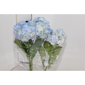 HORTENSIA AZUL