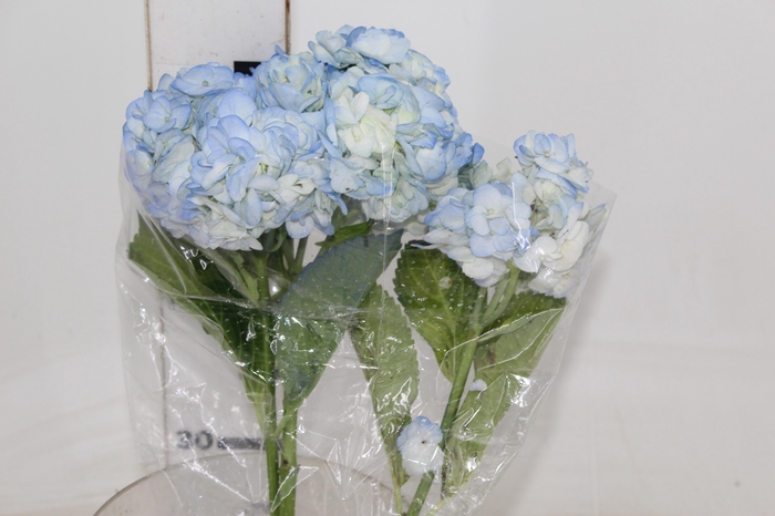 <h4>HORTENSIA AZUL</h4>