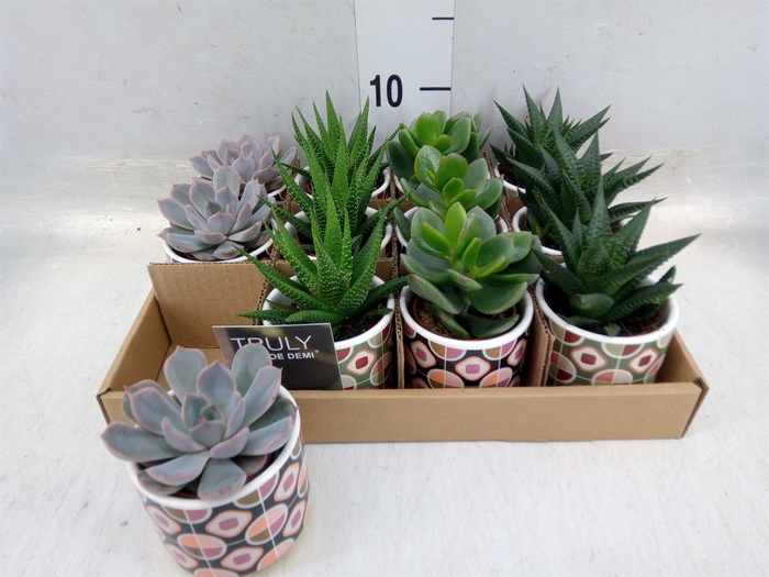 <h4>Succulents   ...</h4>