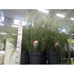 Cortaderia sell. 'Pumila'
