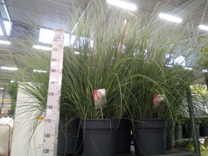 <h4>Cortaderia sell. 'Pumila'</h4>