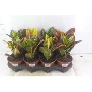CROTON HIBRIDO PETRA P15