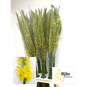 EREMURUS TAP DANCE