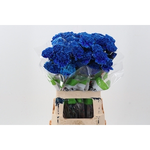Di St Tinted Mystic Blue