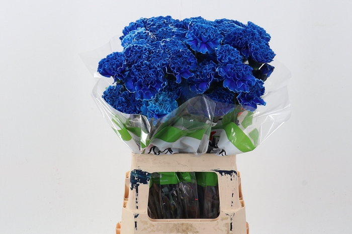 Di St Tinted Mystic Blue