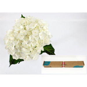 Hydr M Therese In Box X12