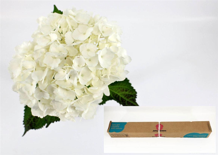 <h4>Hydr M Therese In Box X12</h4>