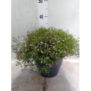 Gypsophila muralis 'Gypsy'