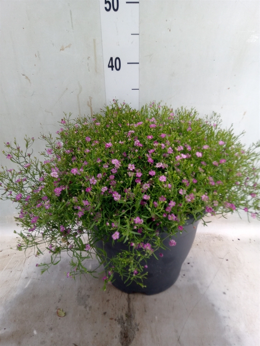 <h4>Gypsophila muralis 'Gypsy'</h4>