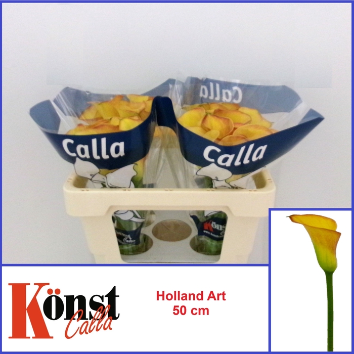 <h4>ZANT HOLLAND ART</h4>
