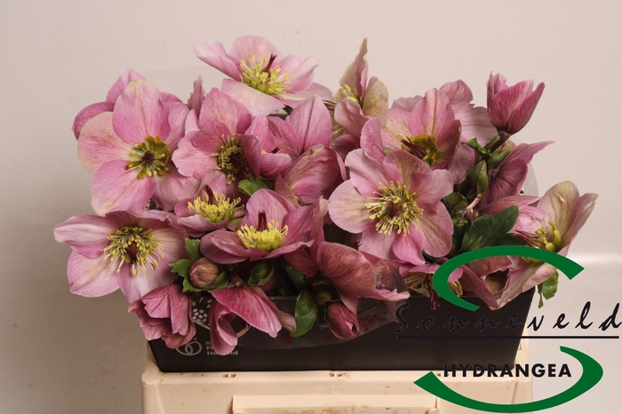 <h4>HELL AAR NORA PINK</h4>