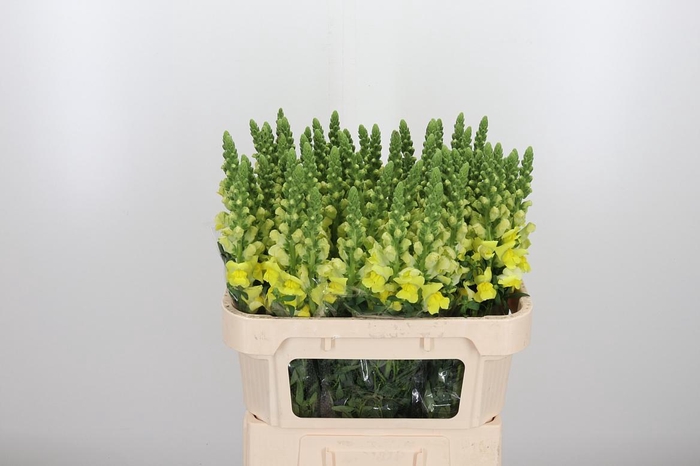 <h4>Antir Nantes Yellow</h4>