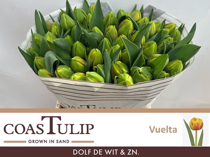 <h4>TU DU VUELTA</h4>