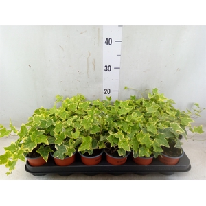Hedera helix 'Goldchild'