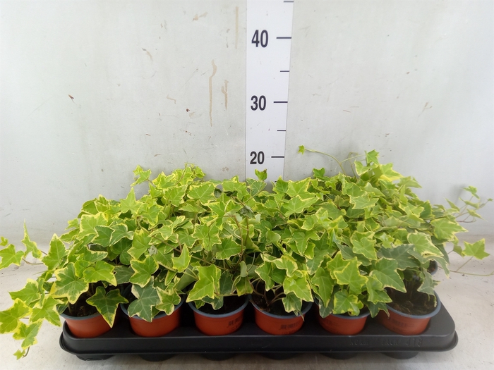 <h4>Hedera helix 'Goldchild'</h4>