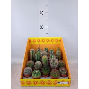 Cactus   ...mix 18