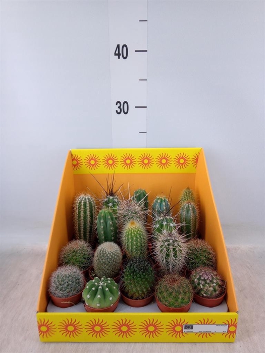 <h4>Cactus ...mix 18</h4>