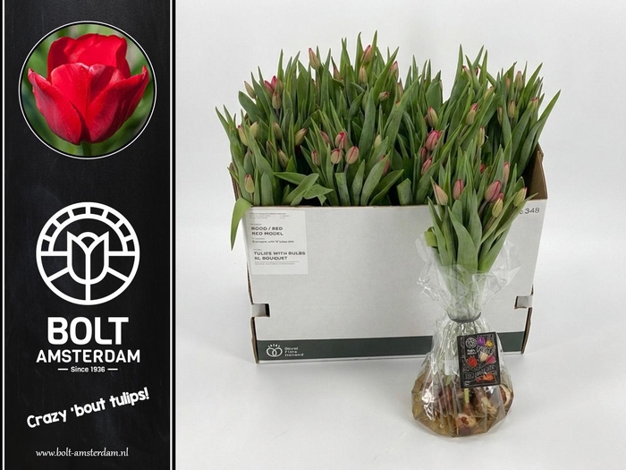 <h4>TU EN RED MODEL</h4>