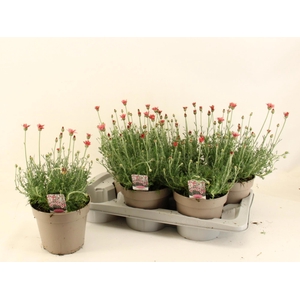 RHODAN H ZAGORA PINK