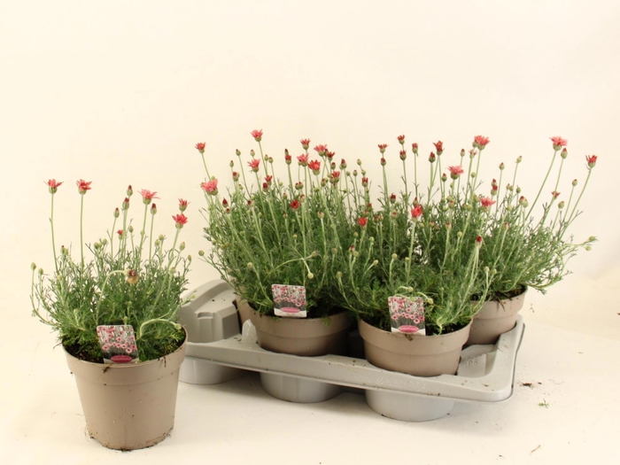 <h4>RHODAN H ZAGORA PINK</h4>