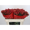 Hypericum True Romance
