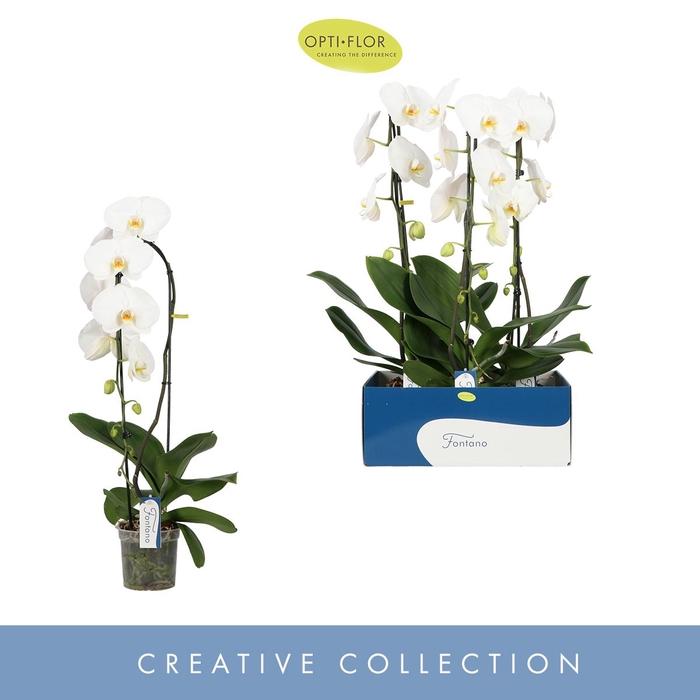 <h4>Phalaenopsis wit meer takken</h4>