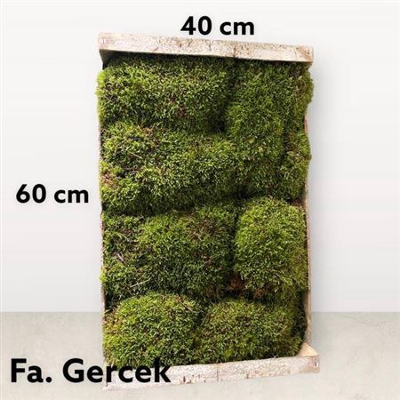 <h4>Moos Plat Xxl</h4>