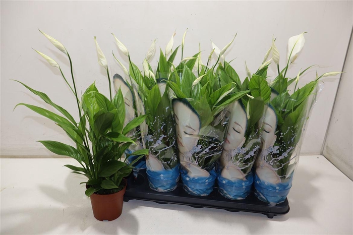 <h4>Spath Alana</h4>