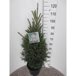 Picea glauca Super Green 80-100 P28