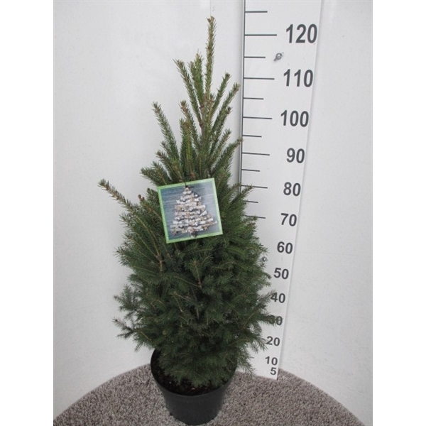 <h4>Picea glauca Super Green 80-100 P28</h4>