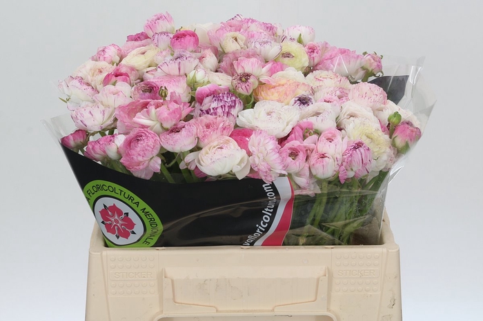 Ranunculus Elegance Cappucino Pink