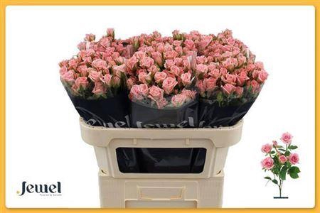 <h4>R Tr Odilia</h4>