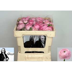 RAN AAZUR LI PINK
