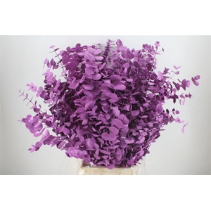 Euca Cinerea Lila 200gr P Bunch