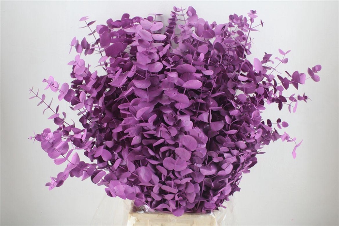 <h4>Euca Cinerea Lila 200gr P Bunch</h4>