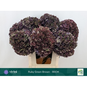 Hydrangea mag ruby red classic purple