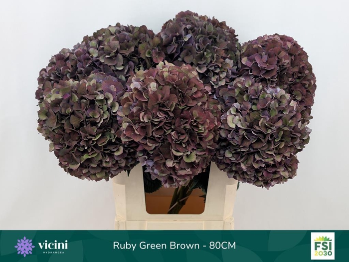 <h4>Hydrangea mag ruby red classic purple</h4>