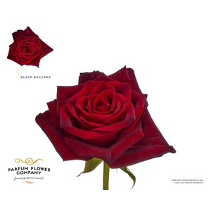 Rosa Premium Black Baccara